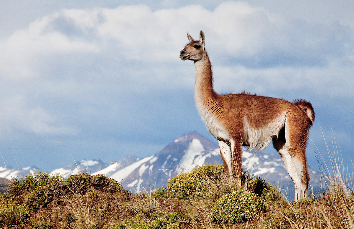 Guanaco in Patagonia National Park. Photo: Linde Waidhofer. 